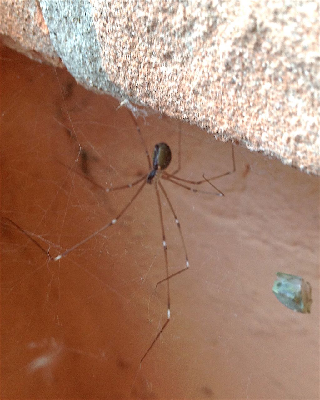 Pholcidae: Holocnemus pluchei  -  Cesena (FC)